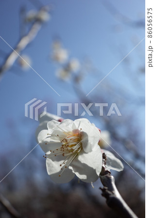 白梅 86056575