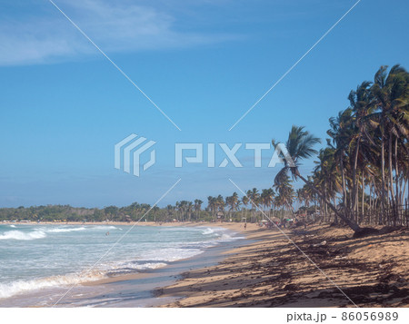 Palm tree on sandy wild shore. Macao beach. Dominican Republic 86056989