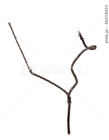 つる草の枯れ枝素材 86058003