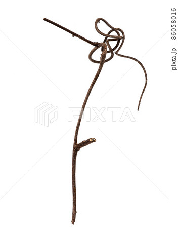 つる草の枯れ枝素材 86058016