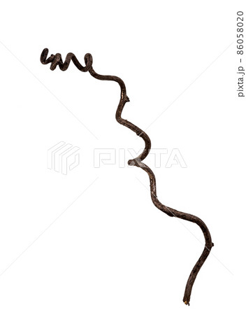 つる草の枯れ枝素材 86058020