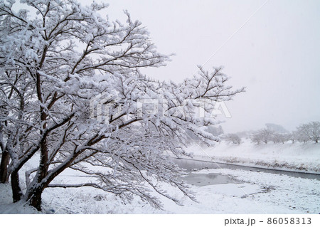 雪をまとった桜　篠山川沿い　1月 86058313
