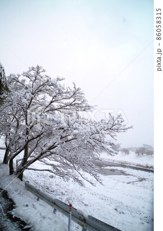 雪をまとった桜 篠山川沿い 1月 雪をまとった桜 篠山川沿い 1月 86058315