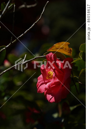 紅椿 86058617