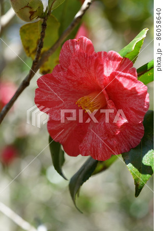 紅椿 86058640