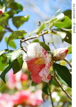 紅椿 白斑 紅椿 白斑 86058740