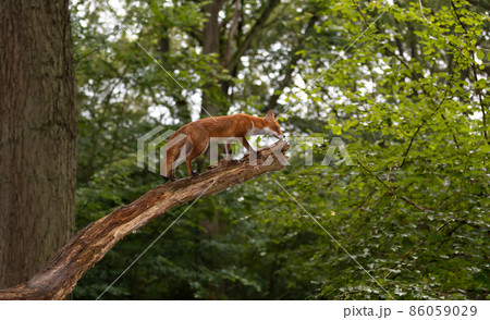 Red fox climbing on a wooden branch 86059029