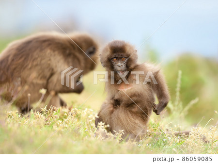 Close up of cute baby Gelada monkey scratching back while sitting on grass 86059085