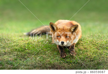 Close up of a red fox lying on green grass 86059087