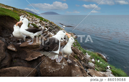 Black-browed Albatrosses on the coast of the Falkland Islands 86059088