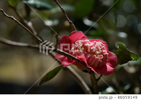 紅椿 86059149