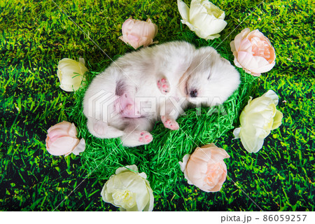 White small Samoyed puppy dog on green grass background 86059257