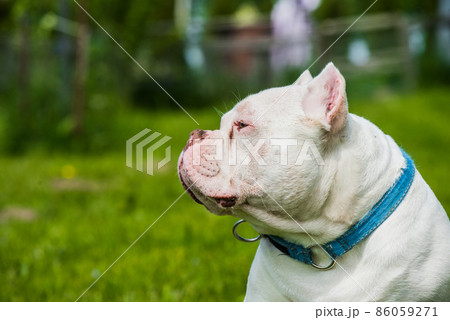White color male American Bully dog profile portrait on green grass 86059271