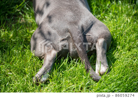 Dog paws, back view. Lilac color American Bully puppy dog lying on green grass Dog paws, back view. Lilac color American Bully puppy dog lying on green grass 86059274