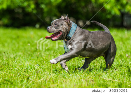 Blue hair American Bully dog female in move on nature. Blue hair American Bully dog female in move on nature. 86059291