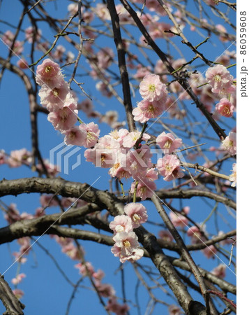連なる梅の花 連なる梅の花 86059608