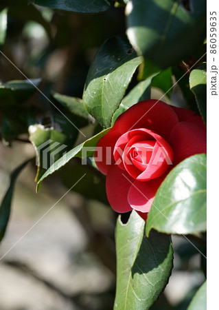 紅椿 86059635