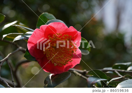 紅椿 紅椿 86059636