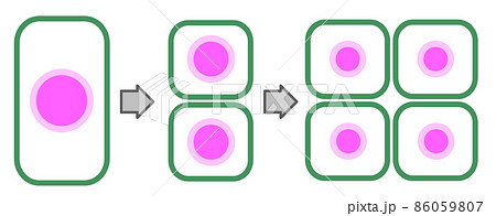 細胞が分裂して増殖するイラスト 86059807