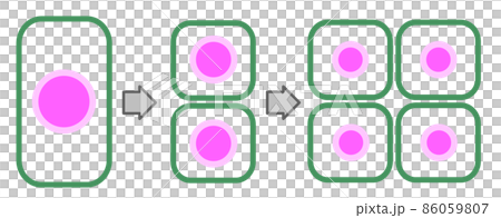 細胞が分裂して増殖するイラスト 86059807