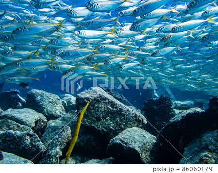 水中写真（群れ） 86060179