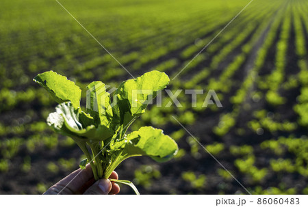 Closeup of young sugar beet plants in converging long lines growing in the recently cultivated soil. Closeup of young sugar beet plants in converging long lines growing in the recently cultivated soil. 86060483