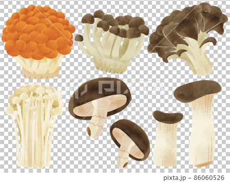 Assortment of 6 kinds of mushrooms Hand-drawn illustration 86060526