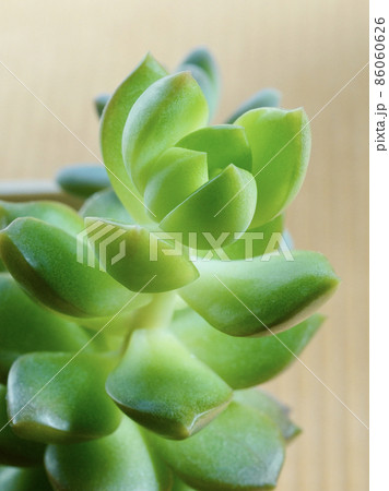 厚みのある多肉植物の葉 厚みのある多肉植物の葉 86060626