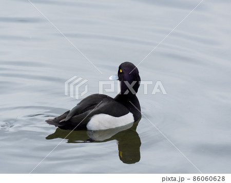 泳ぐキンクロハジロの雄 泳ぐキンクロハジロの雄 86060628