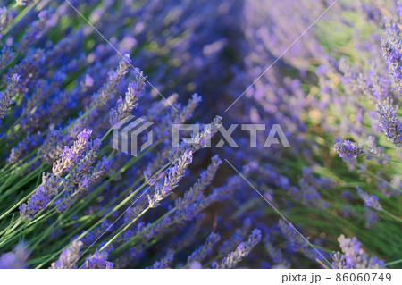 Lavender field at summer Lavender field at summer 86060749