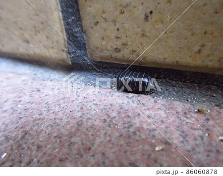 ダンゴムシ ダンゴムシ 86060878