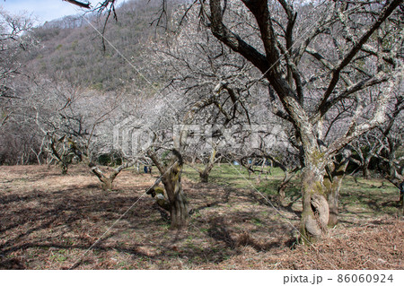 広島県福山市神辺町　梅の名所　丁谷（ようろだに）梅林 86060924