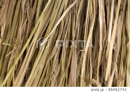 Background of dry reeds Background of dry reeds 86062742