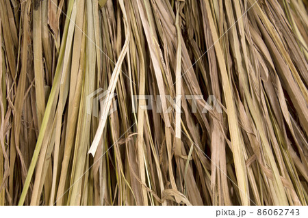 Background of dry reeds 86062743