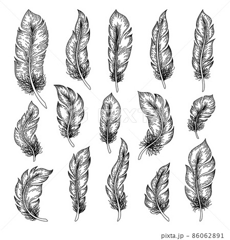 Hand drawn sketch feathers bird plumage and quill  Stock Illustration  60672676  PIXTA