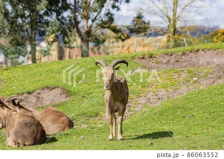 Close up shot of the Barbary sheep in the beautiful West Midland Safari Park 86063552
