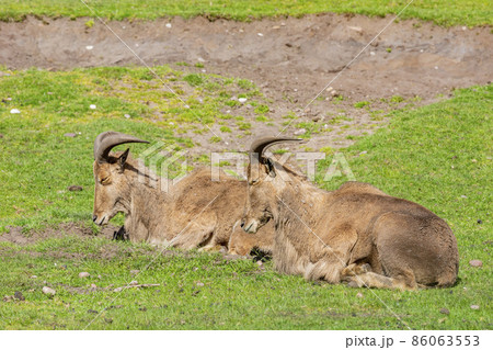 Close up shot of the Barbary sheep in the beautiful West Midland Safari Park 86063553