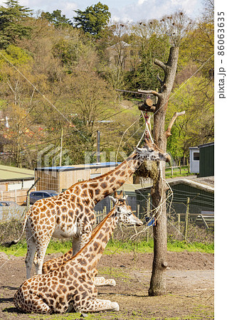 Close up shot of Giraffe eating in the beautiful West Midland Safari Park Close up shot of Giraffe eating in the beautiful West Midland Safari Park 86063635
