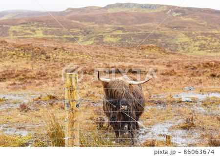 Close up shot of a cute Highland Cattle Close up shot of a cute Highland Cattle 86063674
