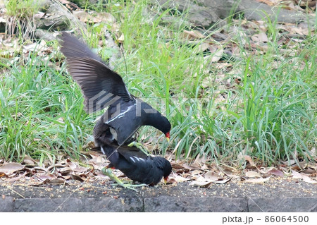 バン 成鳥 交尾 バン 成鳥 交尾 86064500