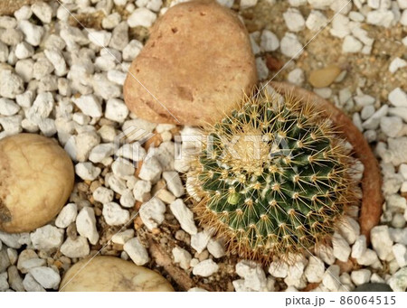 Parodia Aureispina Cactus Plant in Tropical Garden 86064515