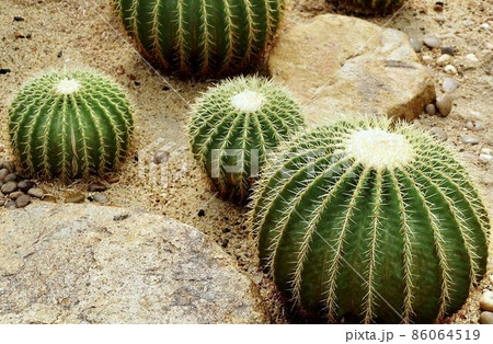 Echinocactus Grusonii Cactus Plants in Tropical Garden Echinocactus Grusonii Cactus Plants in Tropical Garden 86064519