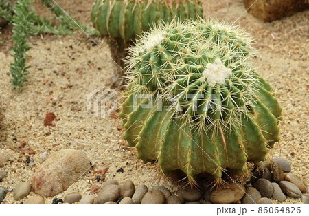 Echinocactus Grusonii Cactus Plant in Tropical Garden Echinocactus Grusonii Cactus Plant in Tropical Garden 86064826