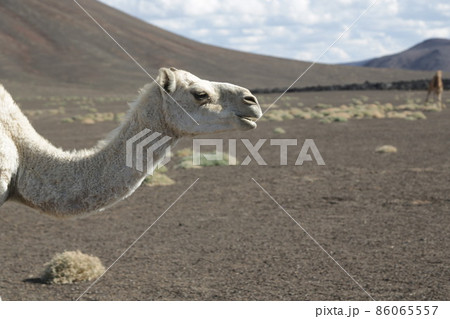 camel and deser 86065557