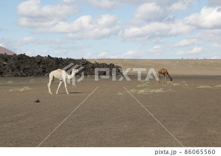 camel and deser camel and deser 86065560