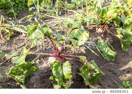 Organic beetroot grows at the vegetable garden in summer Organic beetroot grows at the vegetable garden in summer 86066401