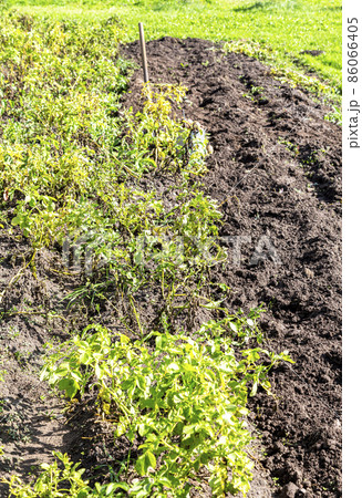 Harvesting organic potatoes at the vegetable garden in sunny day 86066405