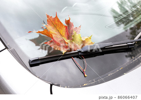 Autumn maple leaf lies on the windshield of the car Autumn maple leaf lies on the windshield of the car 86066407