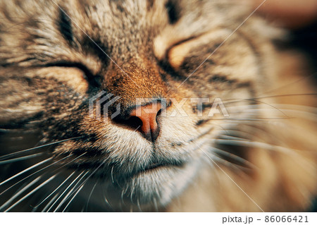 Fluffy cat puts its muzzle under the sun's rays. Pet relaxes with his eyes closed. Lazy kitten close-up. Domestic animal themes. 86066421