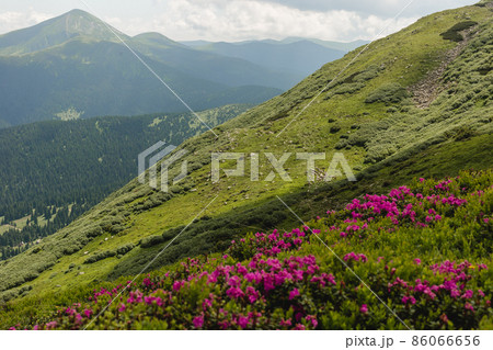 Pink rhododendron flowers on summer mountain. Carpathian mountains, Ukraine, Europe. Discover the beauty of earth. Tourism concept 86066656